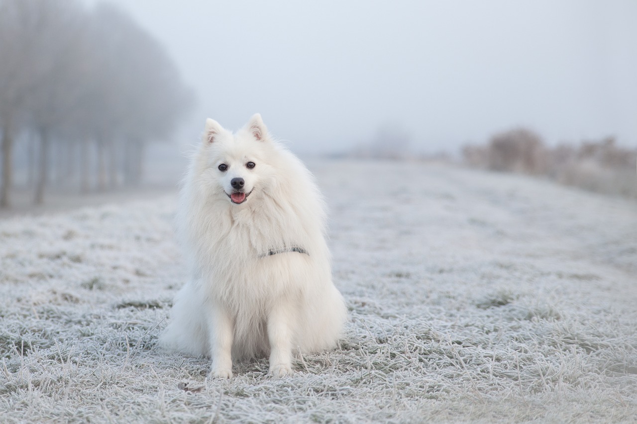 How to Handle Anxiety in Senior Dogs